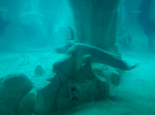 L'Oceanogr&agrave;fic Center.